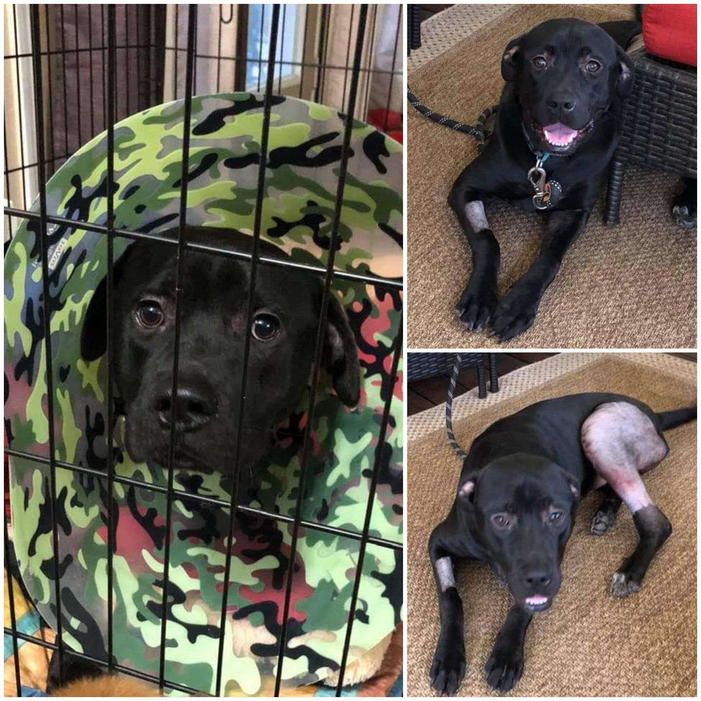 Adoptable pet of the week